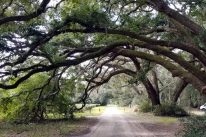 Can I Trim My Neighbor’s Overhanging Tree Branches