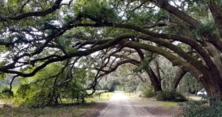 Can I Trim My Neighbor’s Overhanging Tree Branches