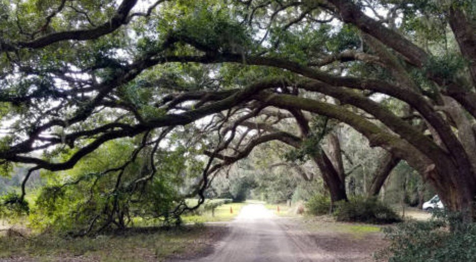Can I Trim My Neighbor’s Overhanging Tree Branches