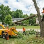 How to Find Safe Tree Removal in Brandon
